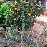 Διαμέρισμα Feliz