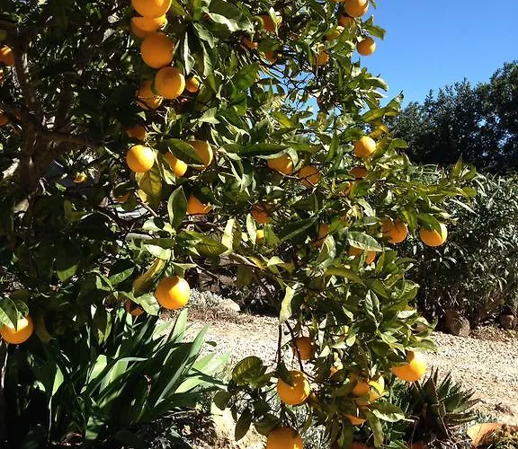 Feliz São Bartolomeu de Messines