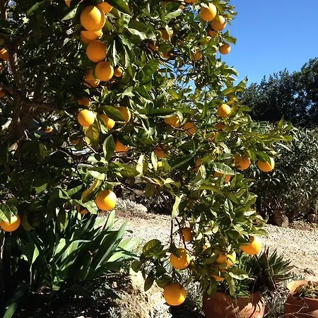 Feliz São Bartolomeu de Messines